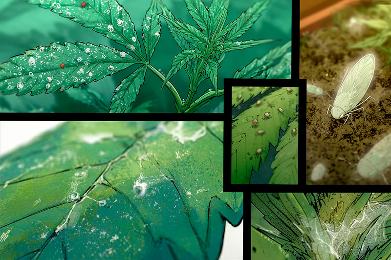 Насекомые и вредители