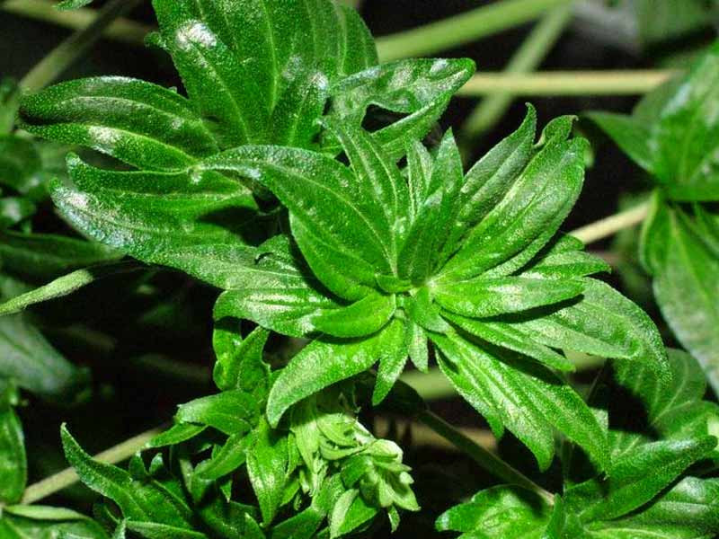 Мутация - сорт конопли Australian Bastard Конопля Australian Bastard