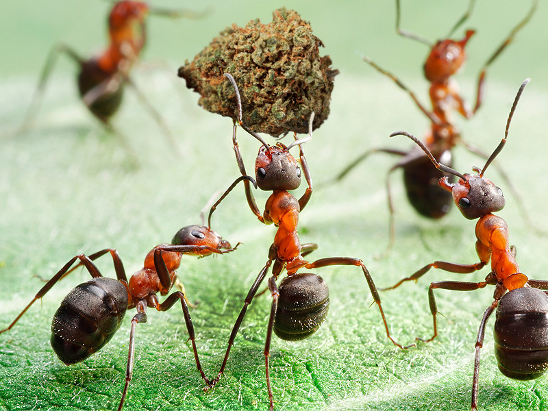 Как спасти коноплю от муравьев? Муравьи умны и вредят конопле