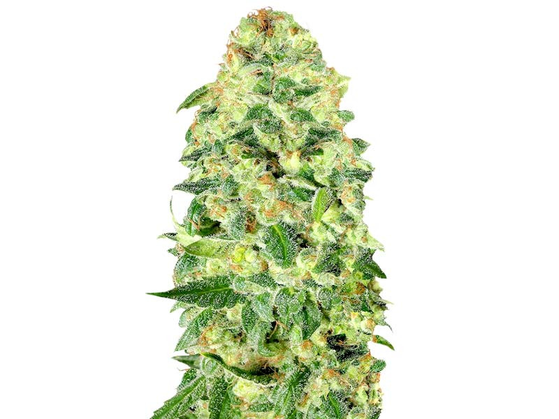 Auto California Kush от 00 Seeds Auto California Kush fem