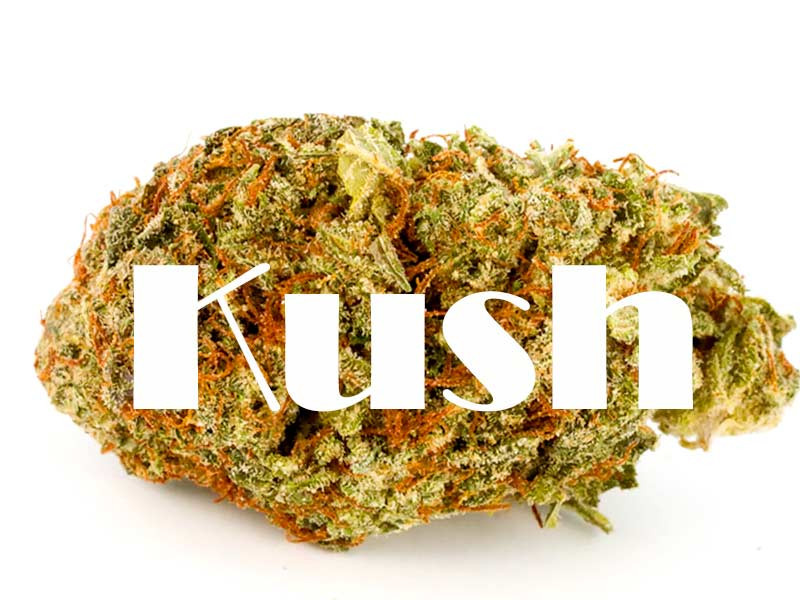 Современные сорта конопли генетики Куш Конопля семейства Куш