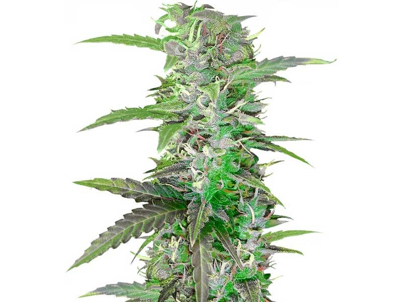 Auto Speed Bud fem от Female Seeds Auto Speed Bud - сорт конопли для подоконника