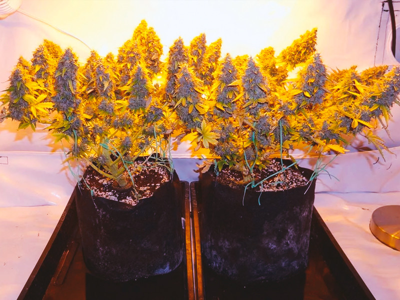 Большие бошки конопли выросли в тканевом горшке Большие бошки конопли выросли в тканевом горшке