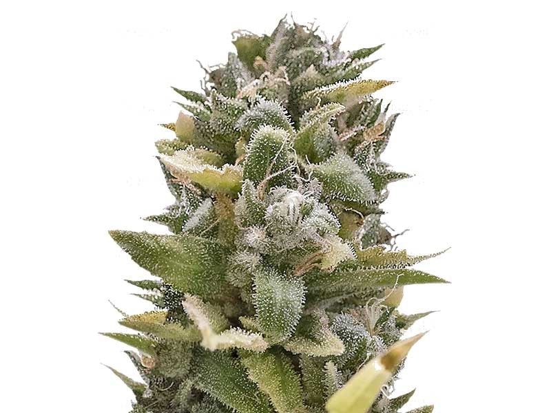 Сорт OG Kush Auto OG Kush Auto