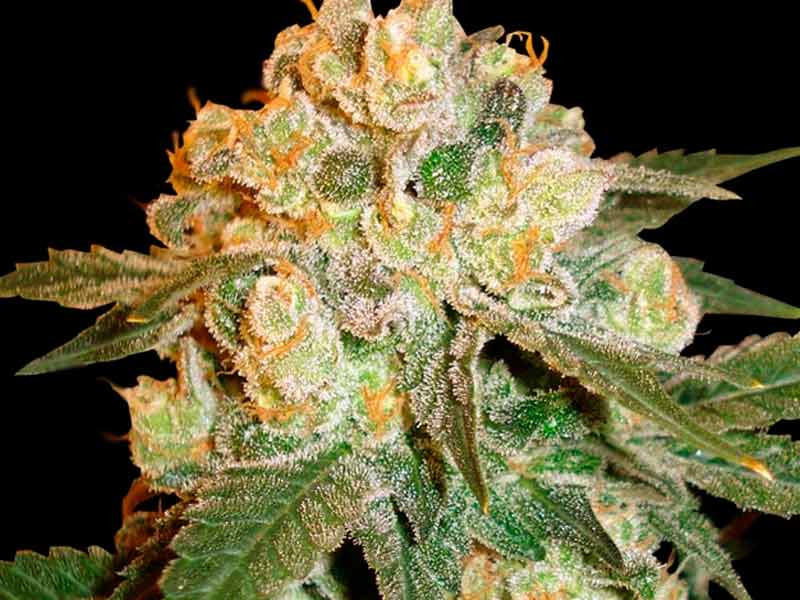 Marmalate fem Сорт конопли Marmalate fem