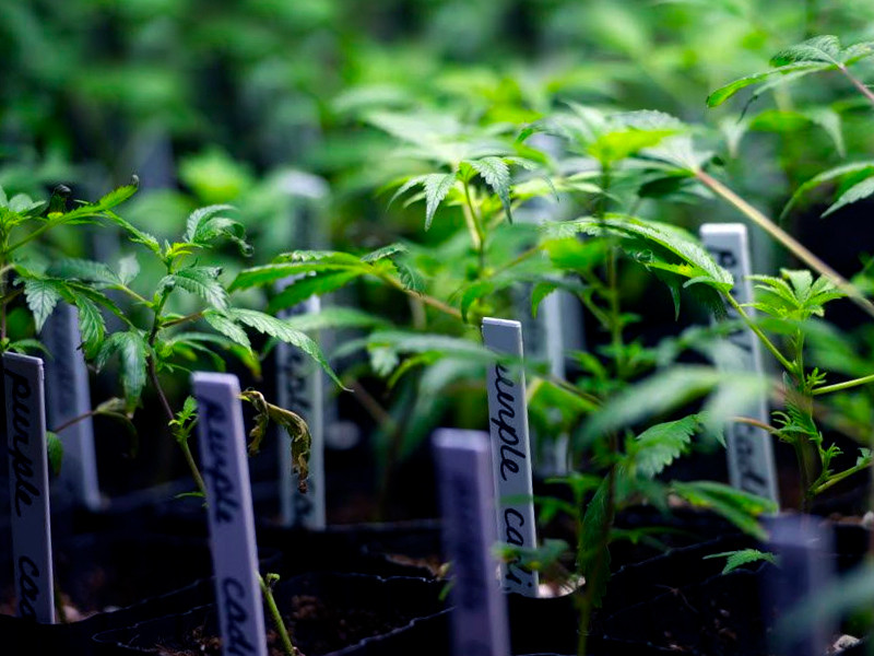 Клоны марихуаны одного генотипа Конопля и клонирование фенотипов