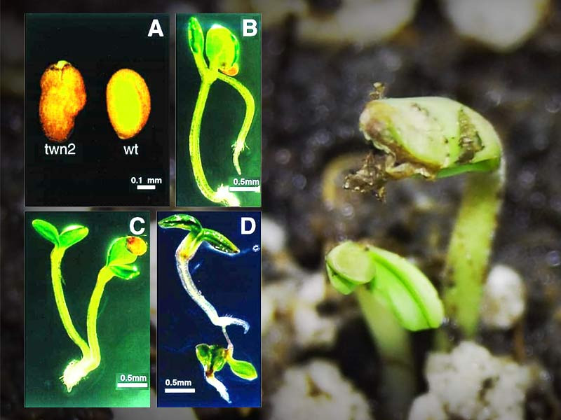 Мутация Полиморфные семена Полиморфные семена конопли