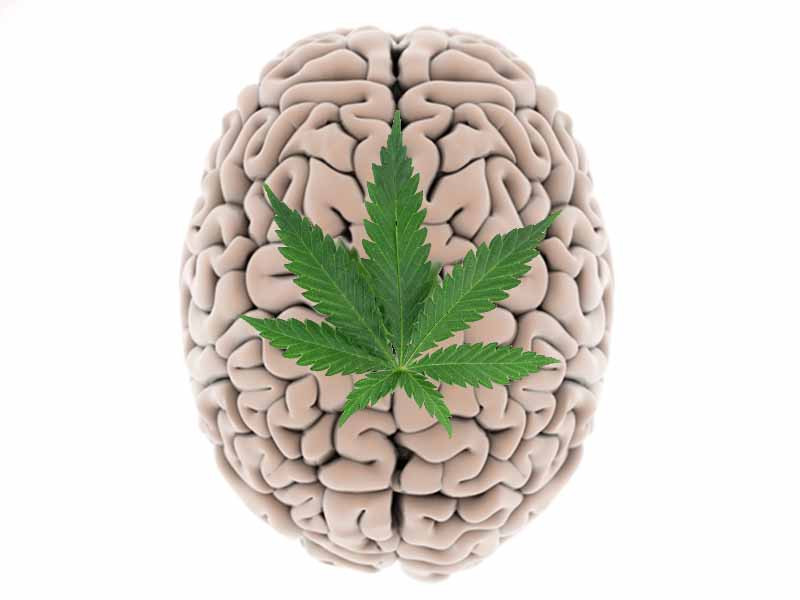 Вред от марихуаны Вред от употребления каннабиса