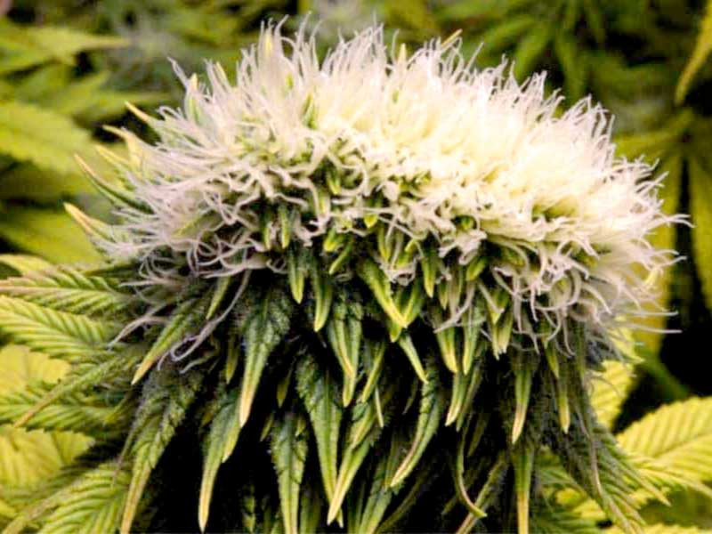 Мутация Полиплоиды Полиплоиды