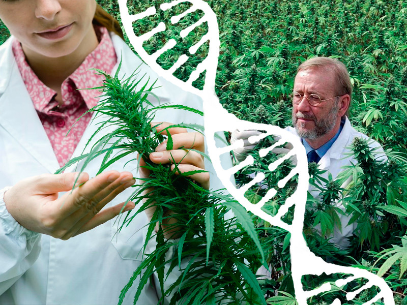 Как фенотип марихуаны влияет на процесс клонирования? Как фенотип конопли влияет на клонирование?