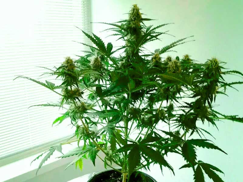Невысокий куст конопли на подоконнике Цветущий куст конопли на подоконнике