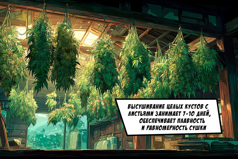 Высушивание целых кустов конопли с листьями
