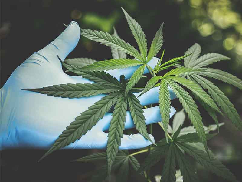 Как стимулировать цветение марихуаны стимулировать цветение