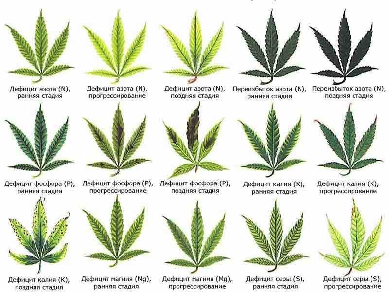 Дефицит питательных веществ Дефицит питательных веществ