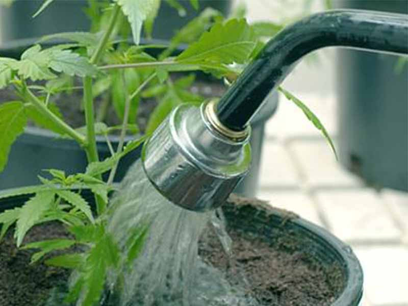 Промывка марихуаны промывка