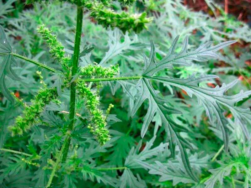 Крапива коноплевая