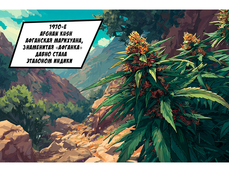 Лучшие сорта канабиса 70